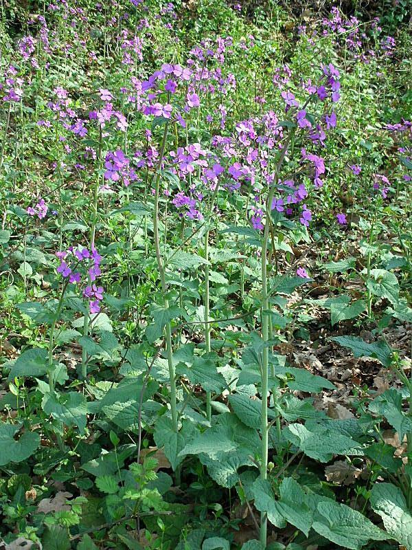 Lunaria annua / Lunaria meridionale